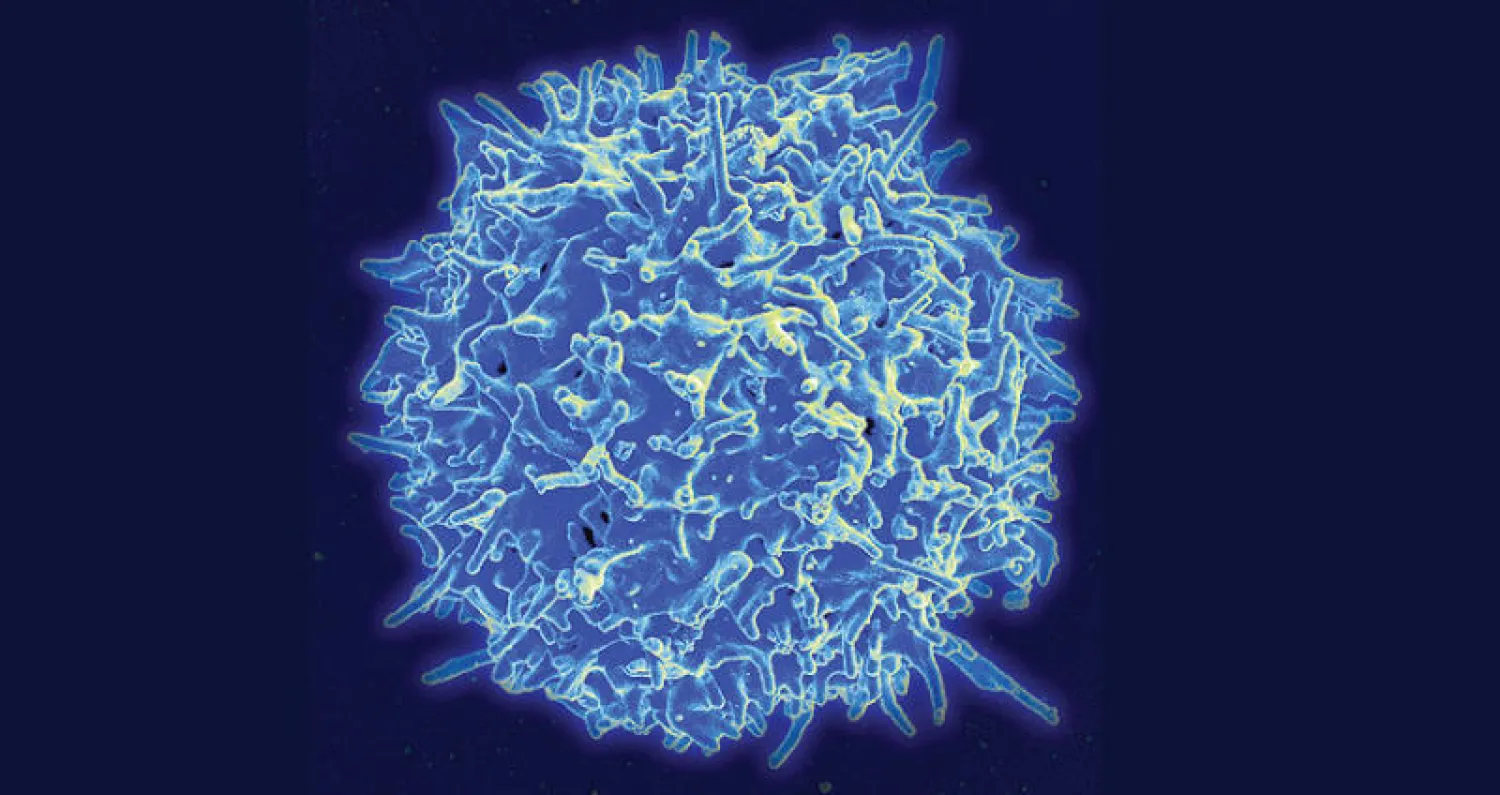 الخلايا الليمفاوية التائية للجهاز المناعي (أ.ف.ب)