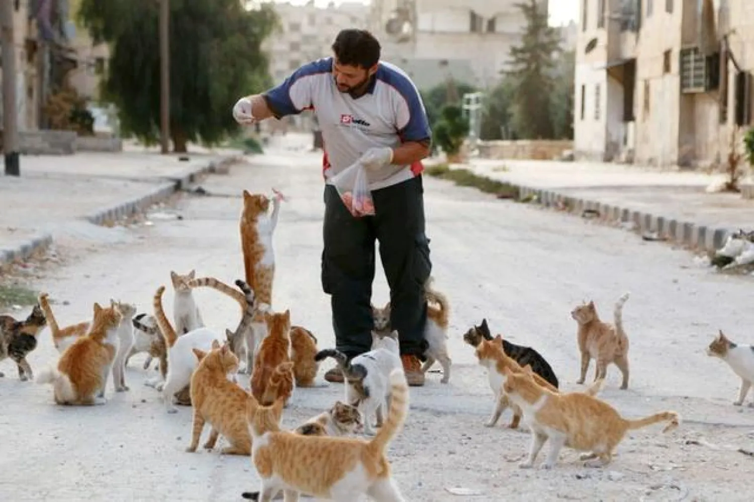 Syria’s war forced Alaa al-Jaleel to close his cat sanctuary in Aleppo in 2015 - Reuters.