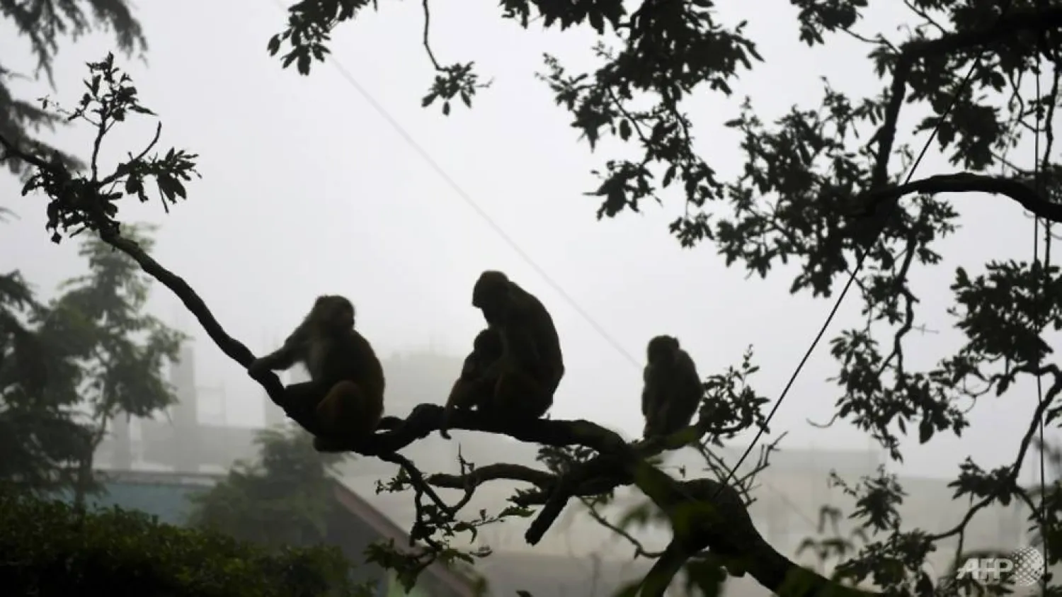 Monkeys are a regular sight in some Indian cities | AFP