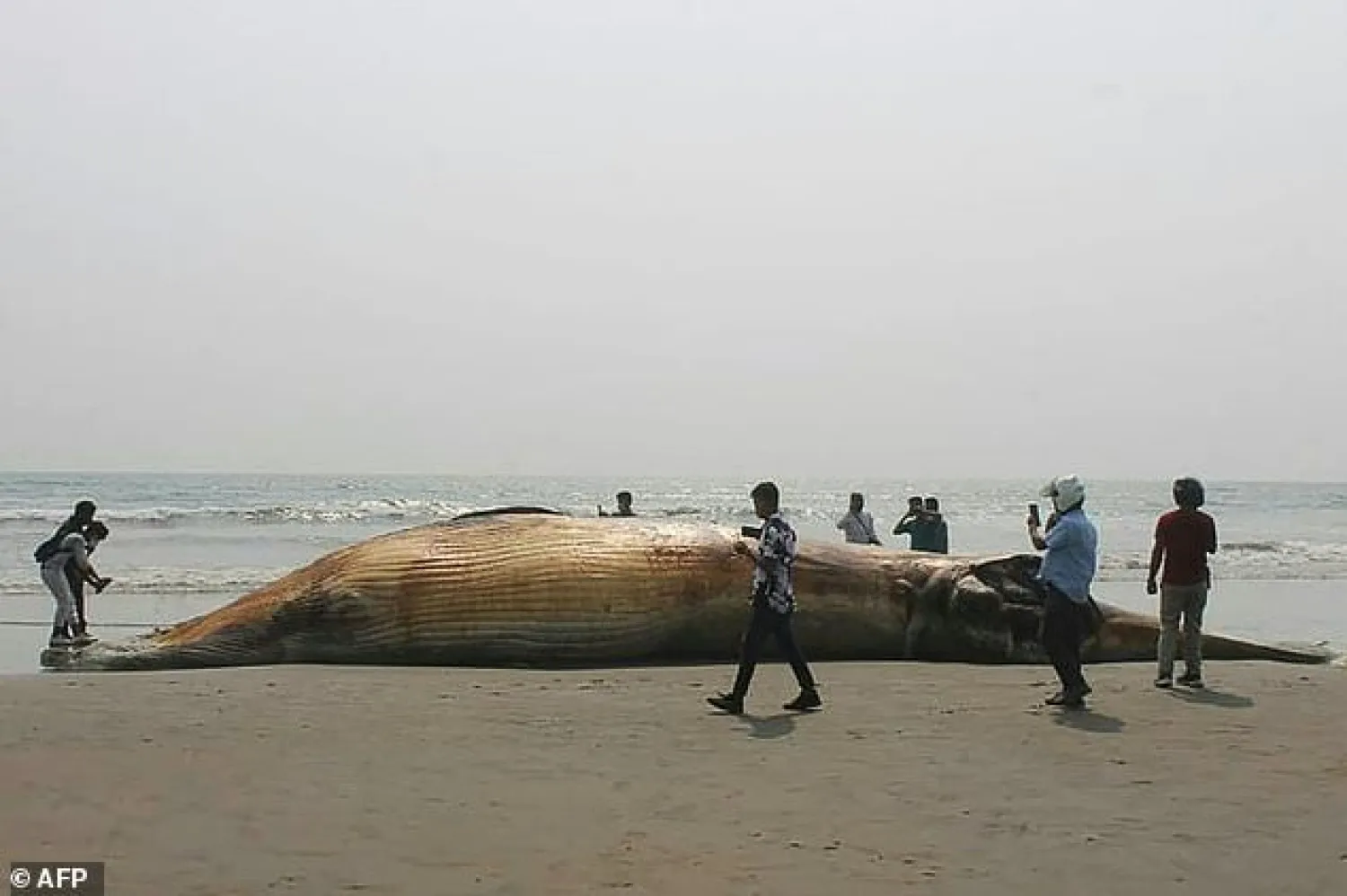 Officials said the whales could have died after consuming sea pollutants | AFP