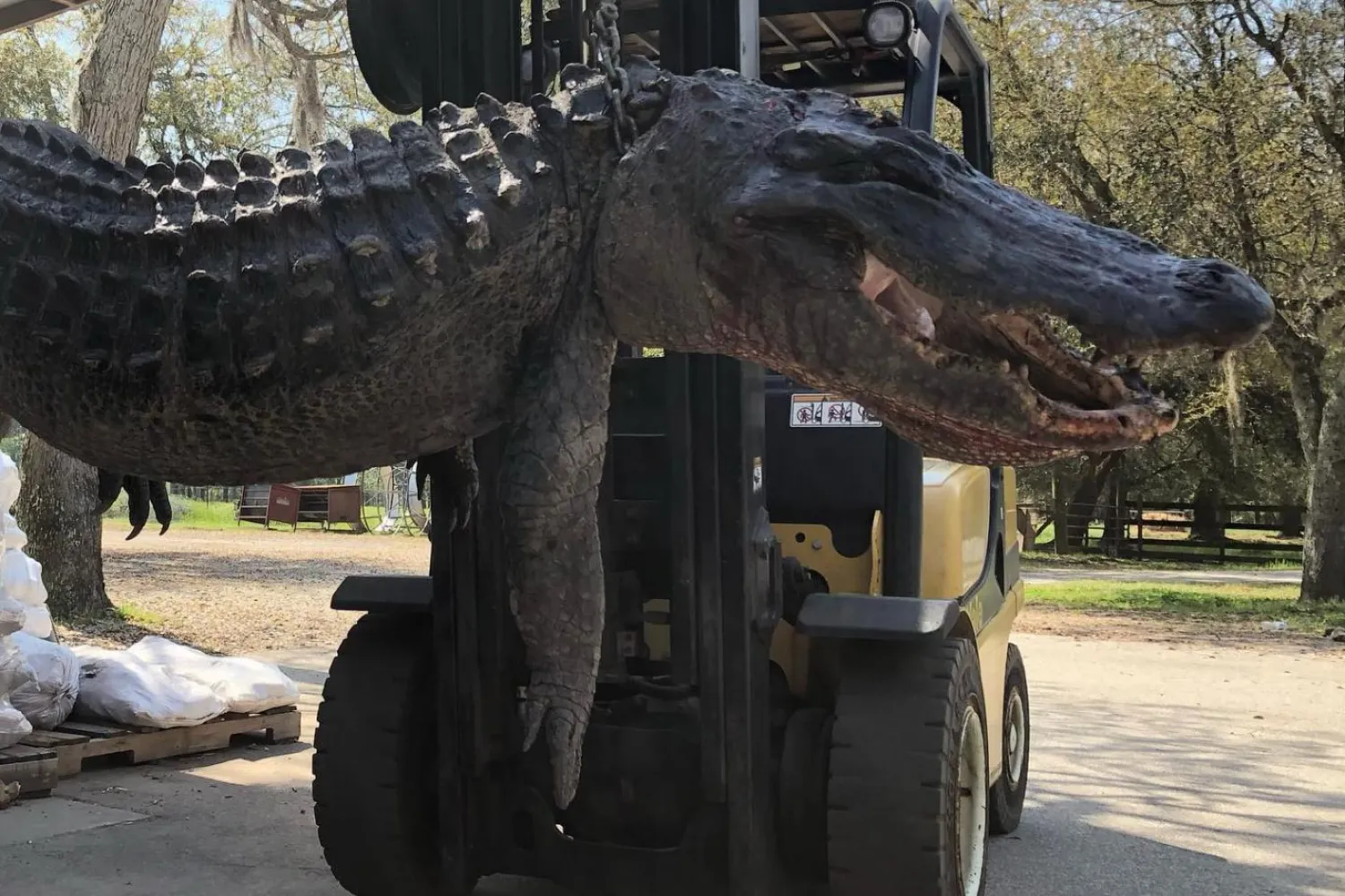 Güney Karolina Doğal Kaynaklar Teşkilatı, eyaletteki timsahların uzunluğunun 4 metreyi geçebildiğini ve bu hayvanların 60 yıla kadar yaşayabildiğini bildiriyor (Facebook / @cordrays)

