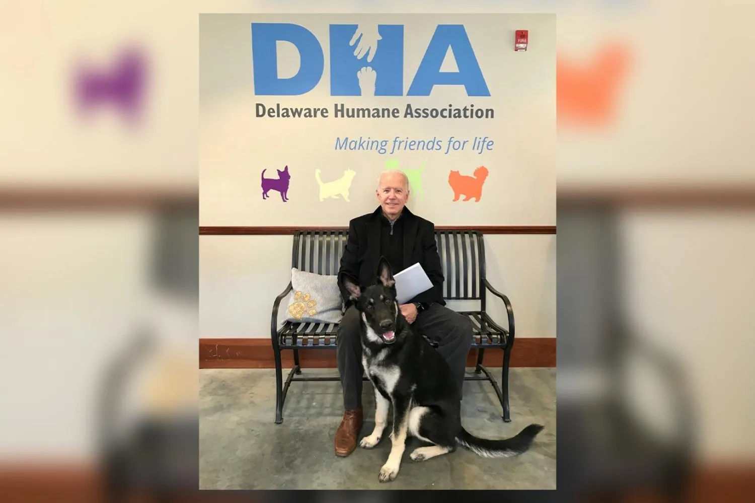 Biden ailesinin iki köpeğinin de ırkı Alman çoban köpeği (AP)