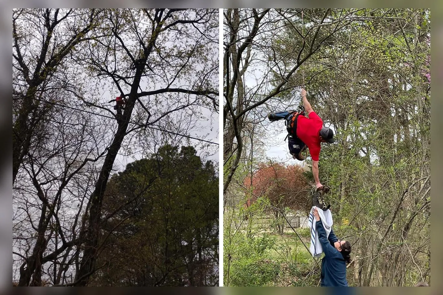 Söz konusu kedi geçen sene de ağaçta mahsur kalmıştı (Facebook / @angie4animals4life)