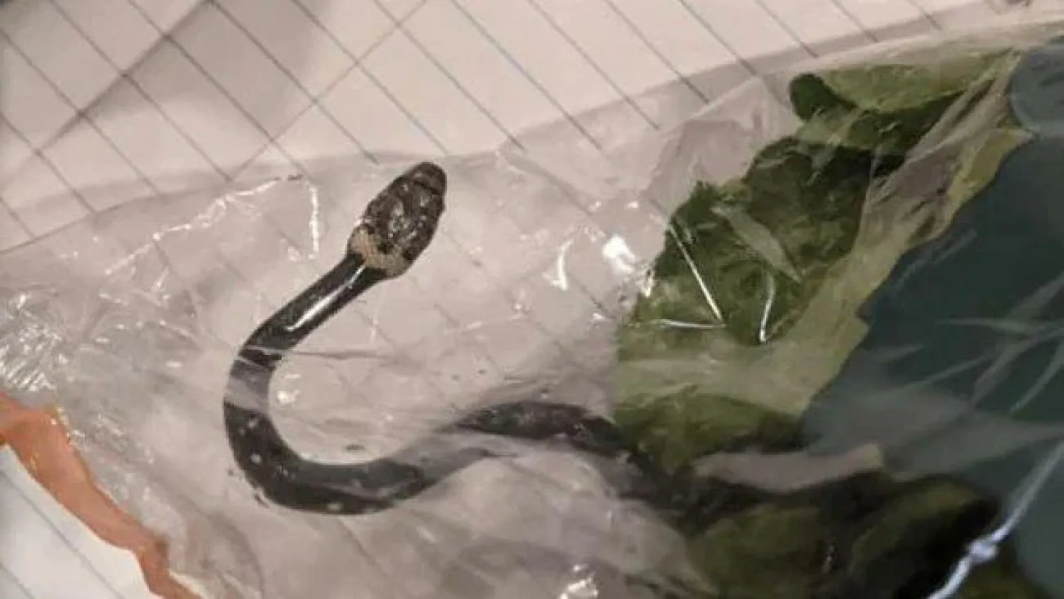 عائلة تفاجأ بثعبان حي سام في وجبة طعام جاهز