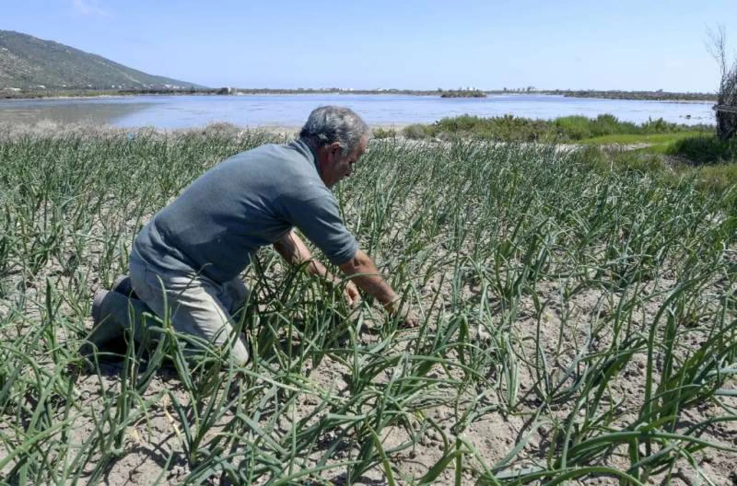 Known as 'ramli' farms, this delicate balance with nature is under threat as rainfall becomes less regular due to climate change - AFP