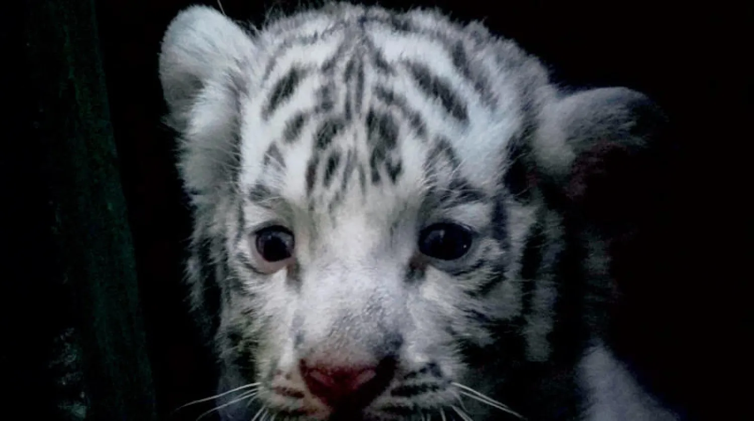 شبل نمر أبيض في حديقة هافانا (رويترز)