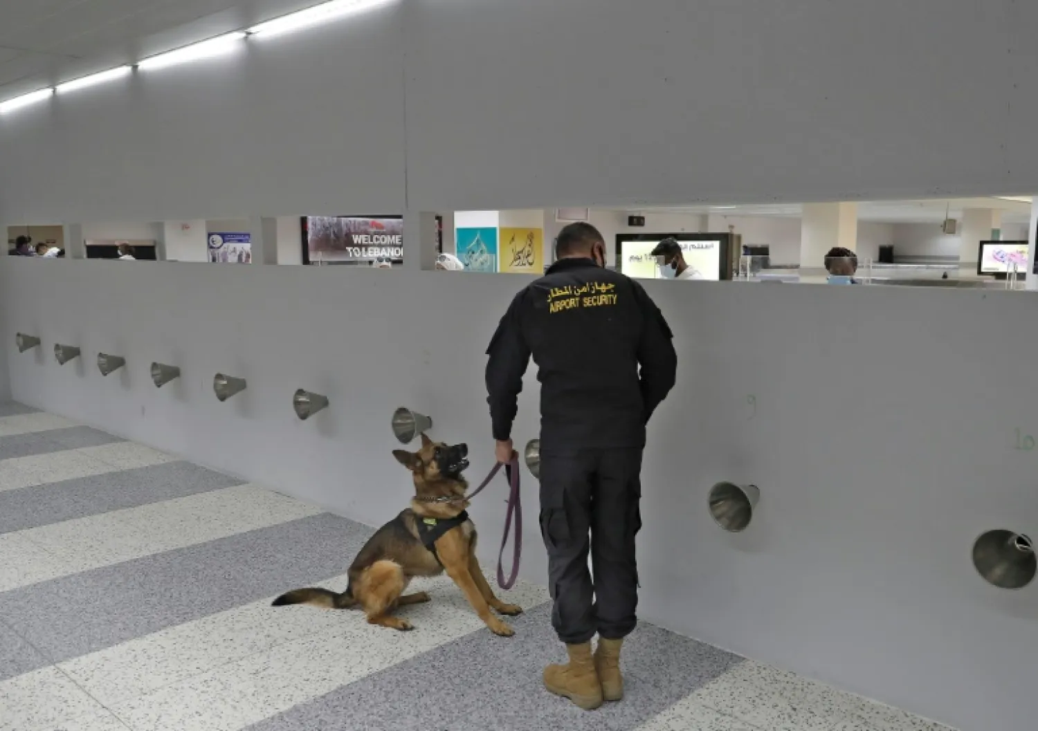 The samples are placed in a long line of cones for the sniffer dog to check with a speed and accuracy that Dr Sarkis says makes the method ideal for use in places like airports or entertainment venues - AFP