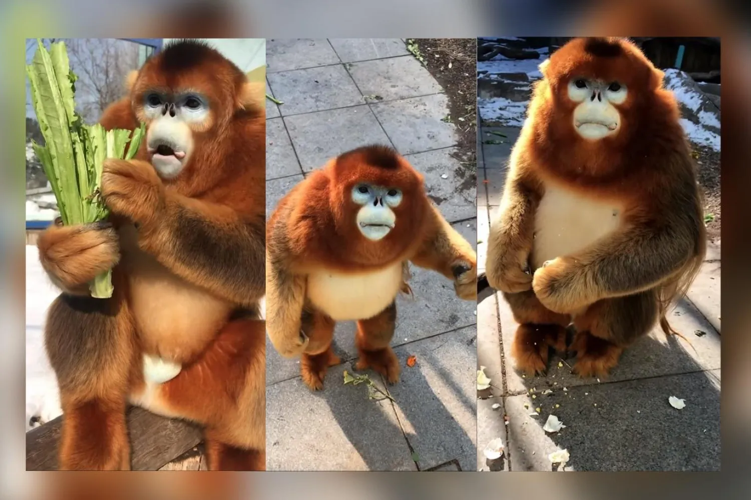 Görüntüler milyonlarca kez izlendi (YouTube / GOLDEN MONKEY)
