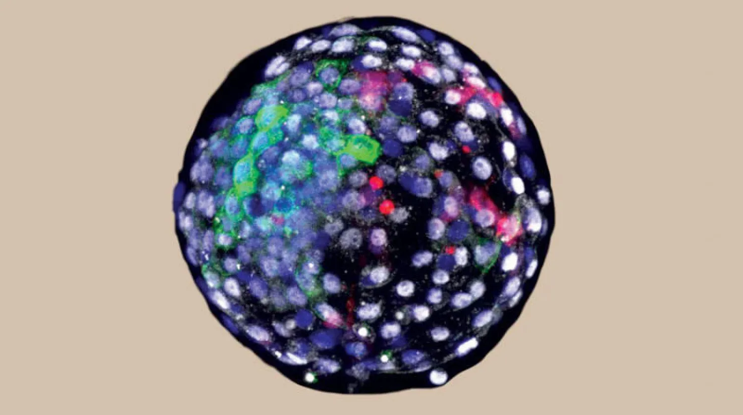 صور للخلايا من أصول مختلفة في مرحلة مبكرة من الأجنة (جامعة كونمينغ للعلوم والتكنولوجيا)