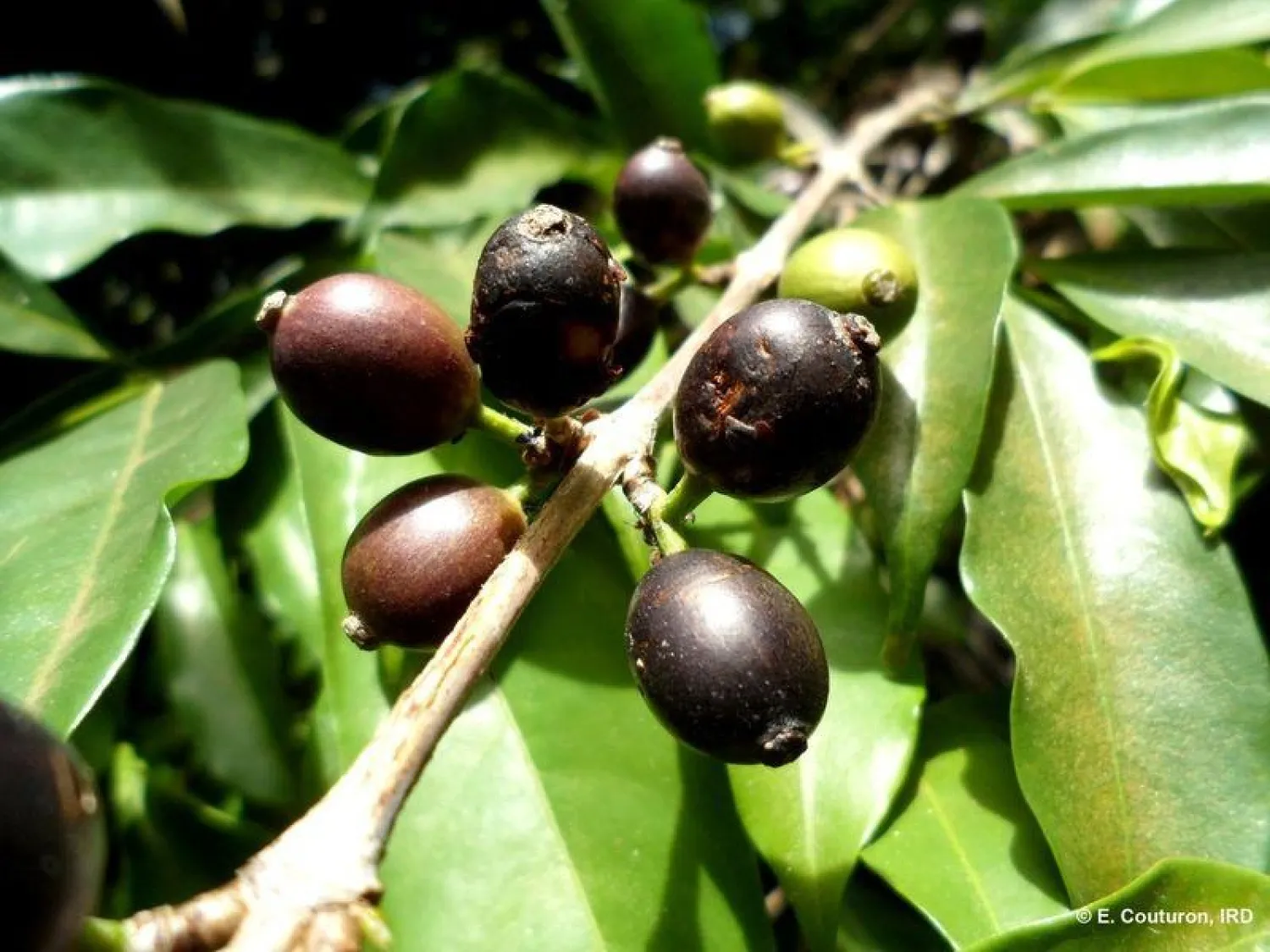 The coffee species Coffea stenophylla, which bears black fruit rather than the red fruit typical of the two coffee species that are widely grown commercially, is seen in Ivory Coast in this undated photograph. (Handout via Reuters)