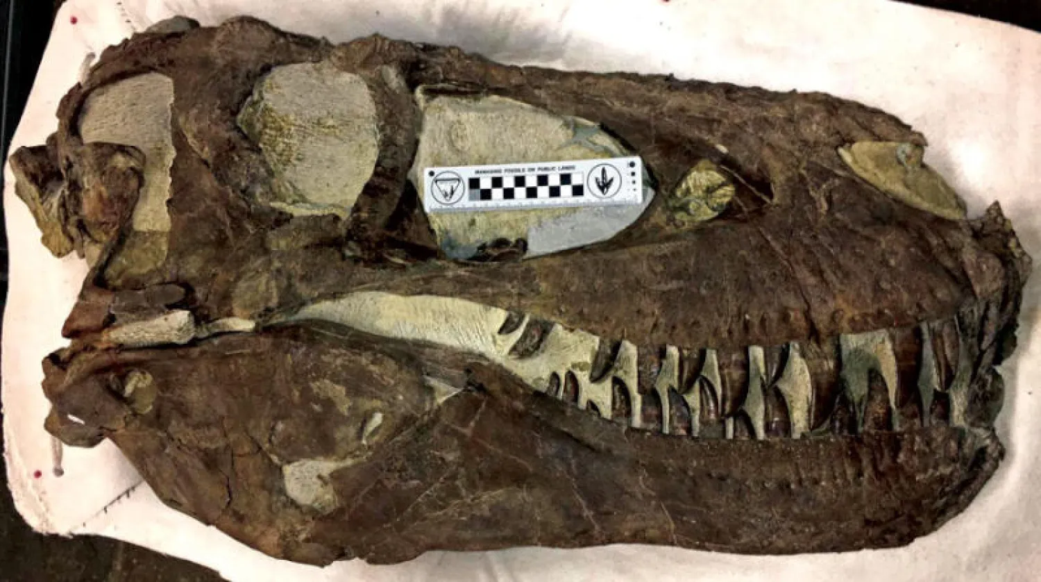 التيرانوصورات المخيفة كانت حيوانات اجتماعية