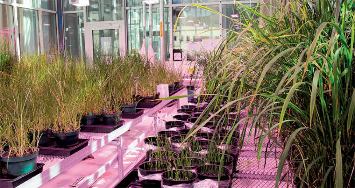 بينت الأبحاث أن مورثات محددة في مجموعة الأرز الهندي كانت أكثر تحملاً للملوحة من أصناف الأرز الأخرى