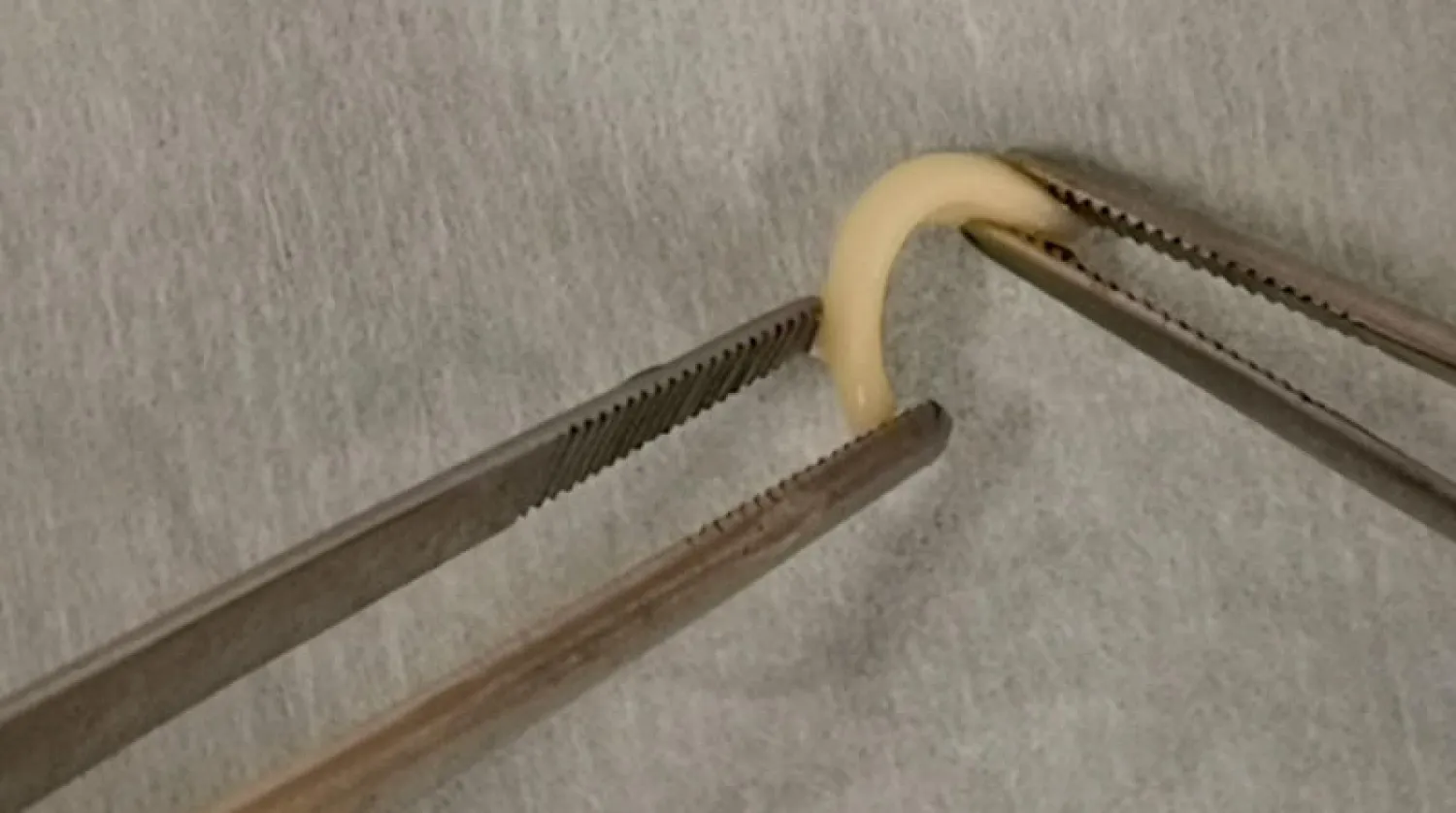 الغضروف المطبوع (ألبرتا)