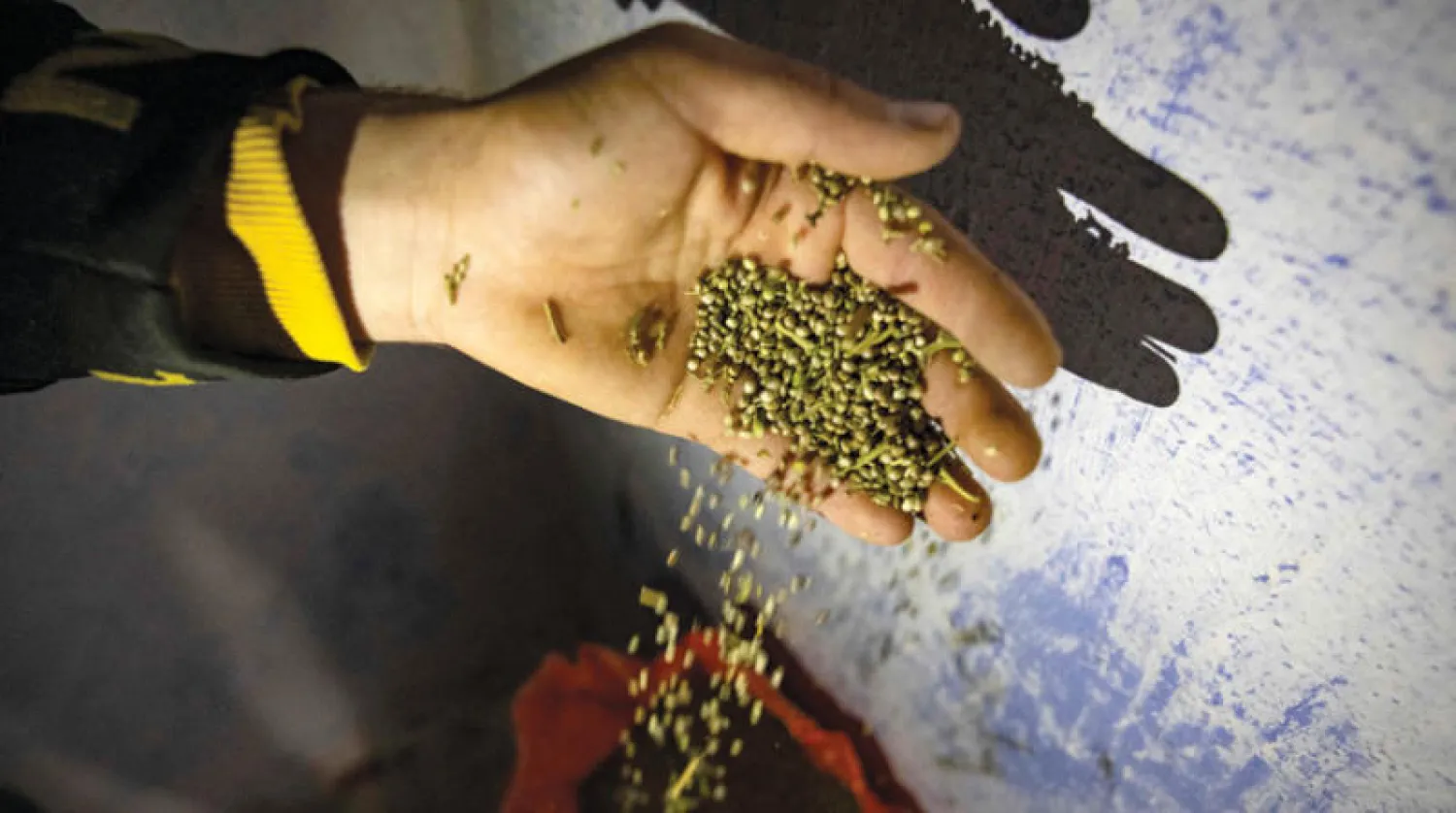 فلاح مغربي يعرض حبوب القنب الهندي في منطقة أكتامة شمال المغرب (أ.ف.ب)