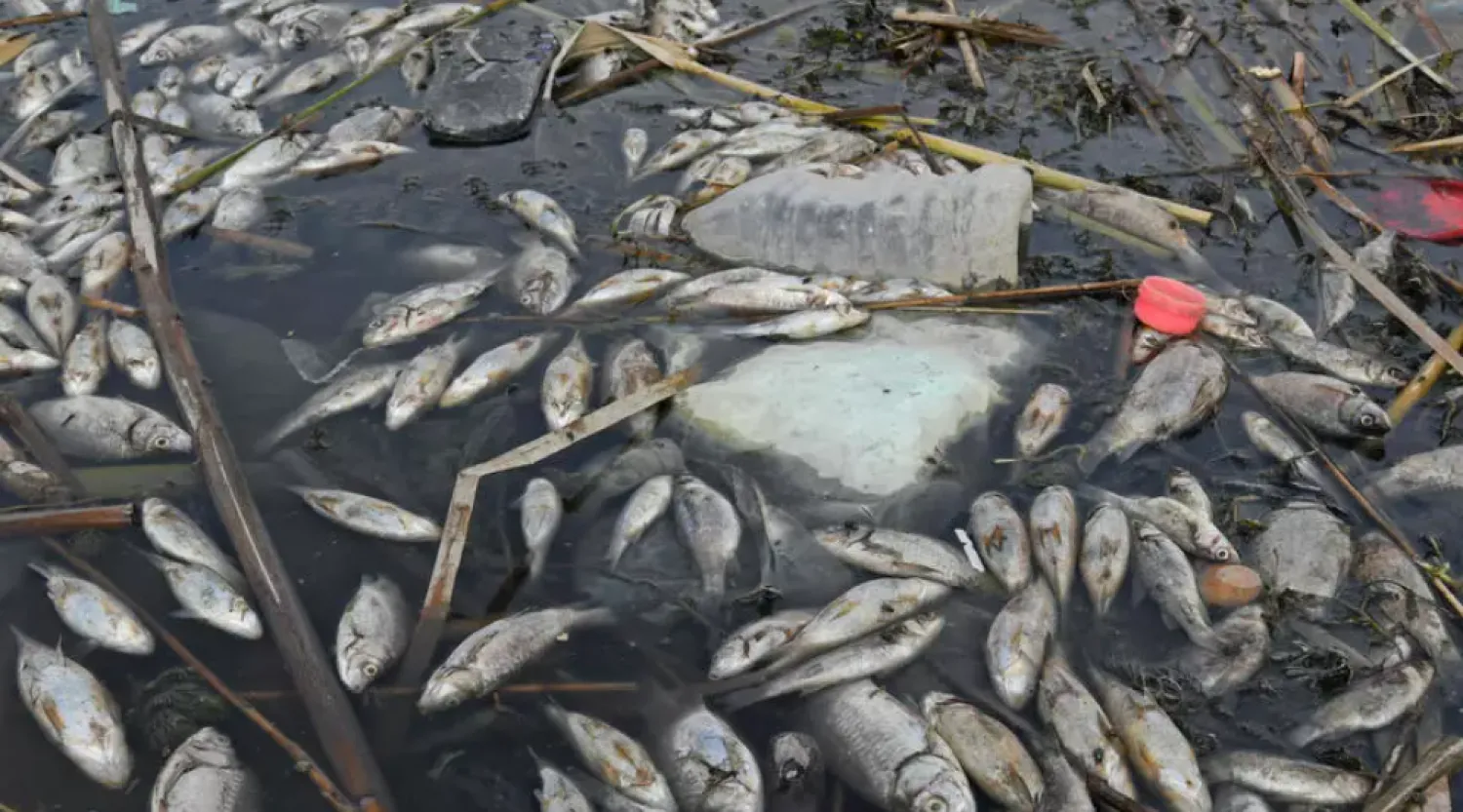 Dozens of rotting fish float on the surface of Iraqi marshes in the southern district of Chibayish in Dhi Qar province Asaad. AFP