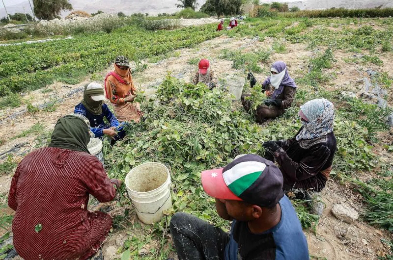 أردنيات يعملن في مزرعة بغور الحديثة جنوب العاصمة عمان (أ.ف.ب)
