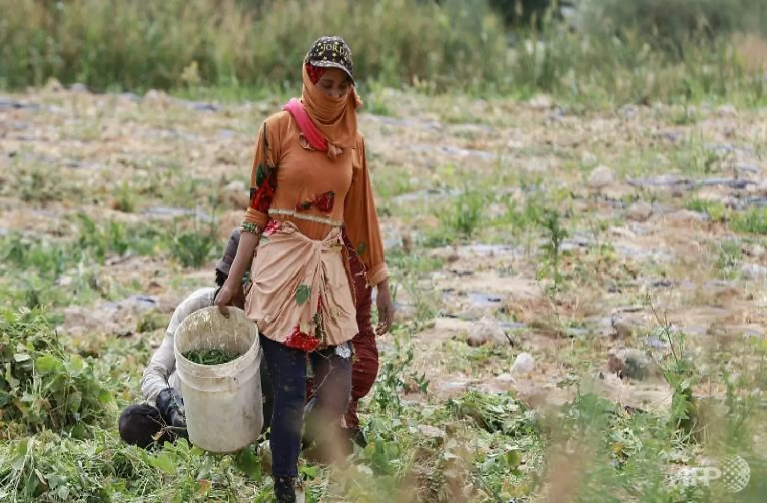 A Jordanian woman harvests green beans at a farm in Ghor al-Haditha, south of the capital Amman - AFP
