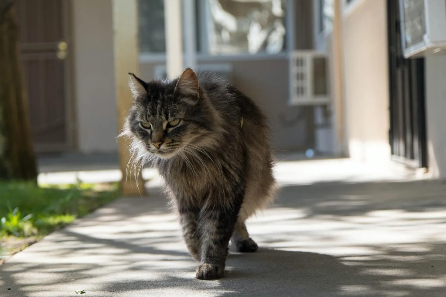 Kedilerin varlığı bile sıçanları uzaklaştırıyor (Unsplash)