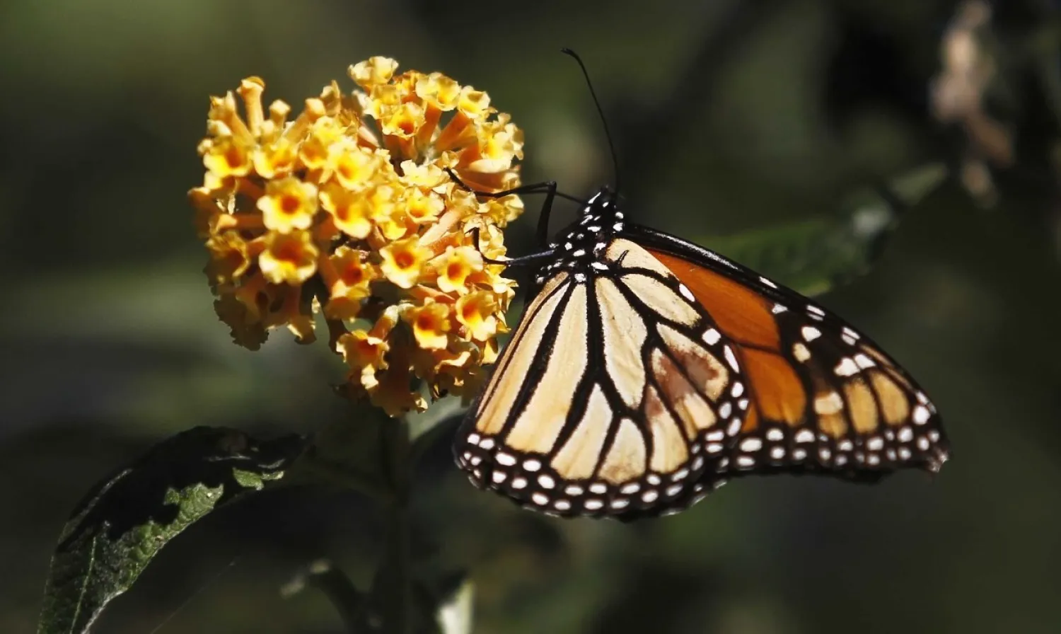 FILE - A monarch butterfly clings to a plant at the Monarch Grove Sanctuary in Pacific Grove, California, Dec. 30, 2014. Reuters