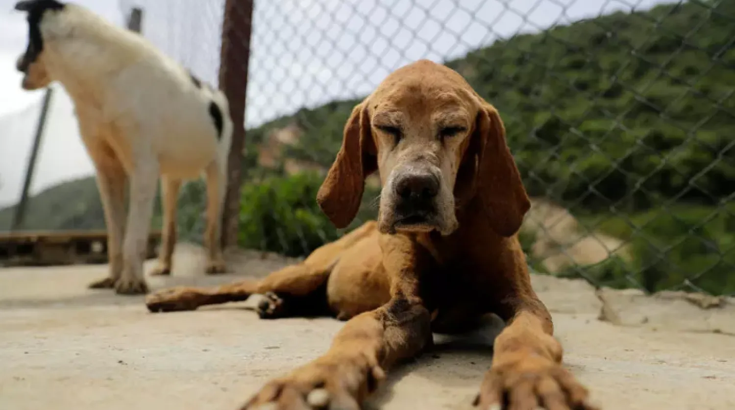 Rescued dogs at the Woof N' Wags shelter on the outskirts of the village of Kfar Chellal, south of the Lebanese capital Beirut - AFP