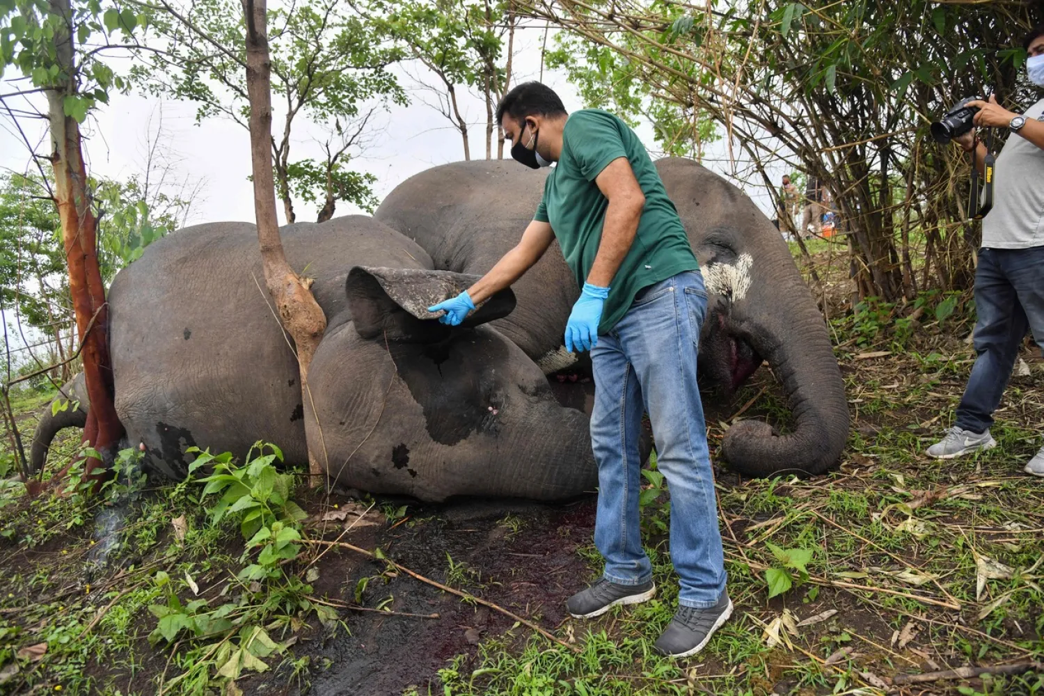 India Probes Death of 18 Elephants 'Hit by Lightning'