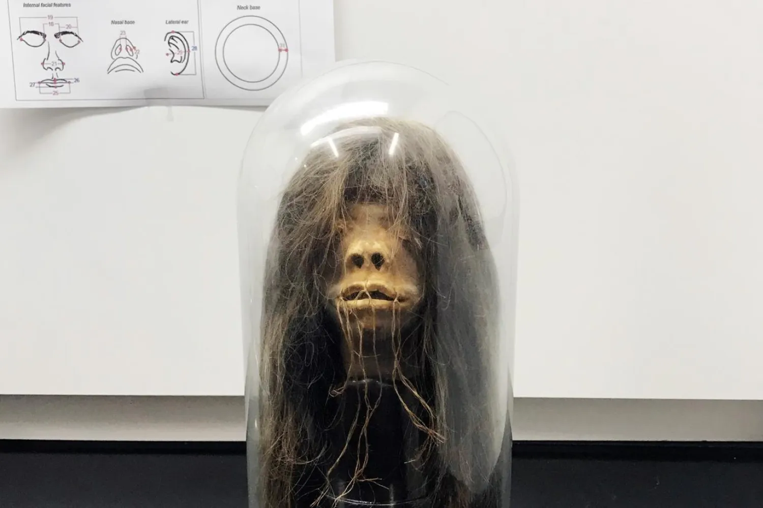 Wise Blood'da bir karakter, küçültülmüş kafanın yapıştırıldığı vücuda tapıyordu (Adam Kiefer)