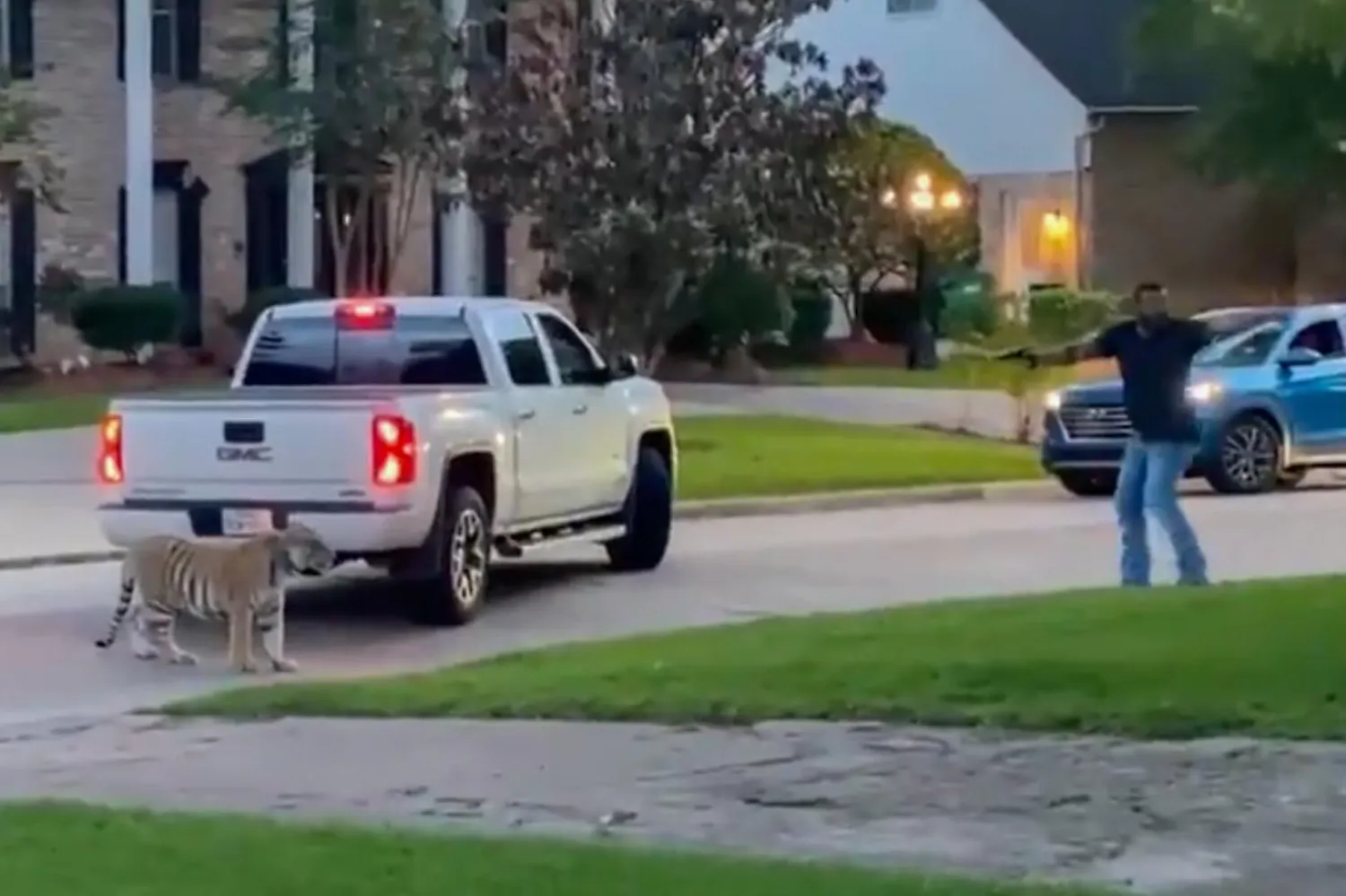 Kanunlara göre Houston'da belirli ağırlığın altındaki egzotik hayvanların bakımı serbestken, kaplan beslemek yasadışı (Rob Wormald / Twitter)