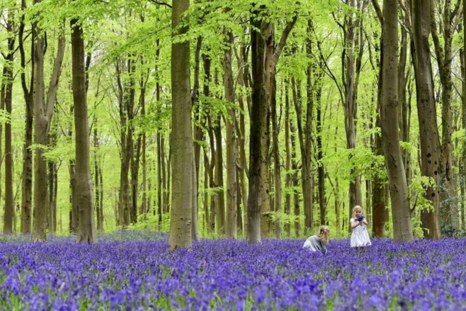 Local youngsters Bella (L) and Daisy walk through a forest covered in bluebells near Marlborough in southern England, May 4, 2015. (Reuters)