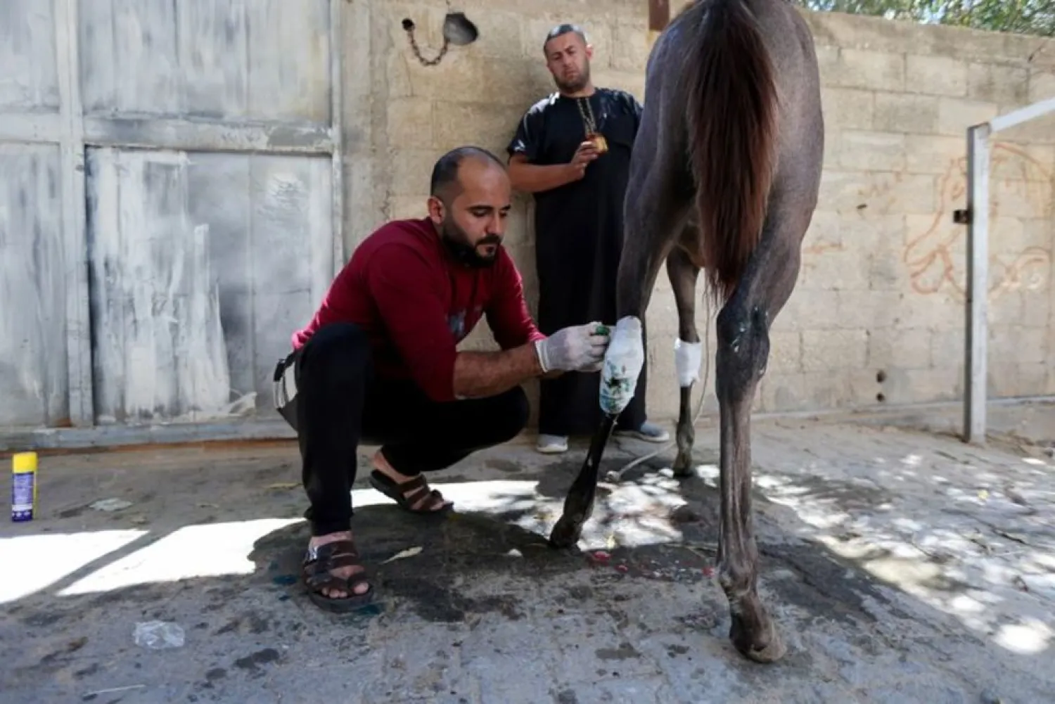 A man treats Palestinian Omar Shahin's horse, which was wounded during the Israeli-Palestinian fighting, in the northern Gaza Strip May 24, 2021. (Reuters)