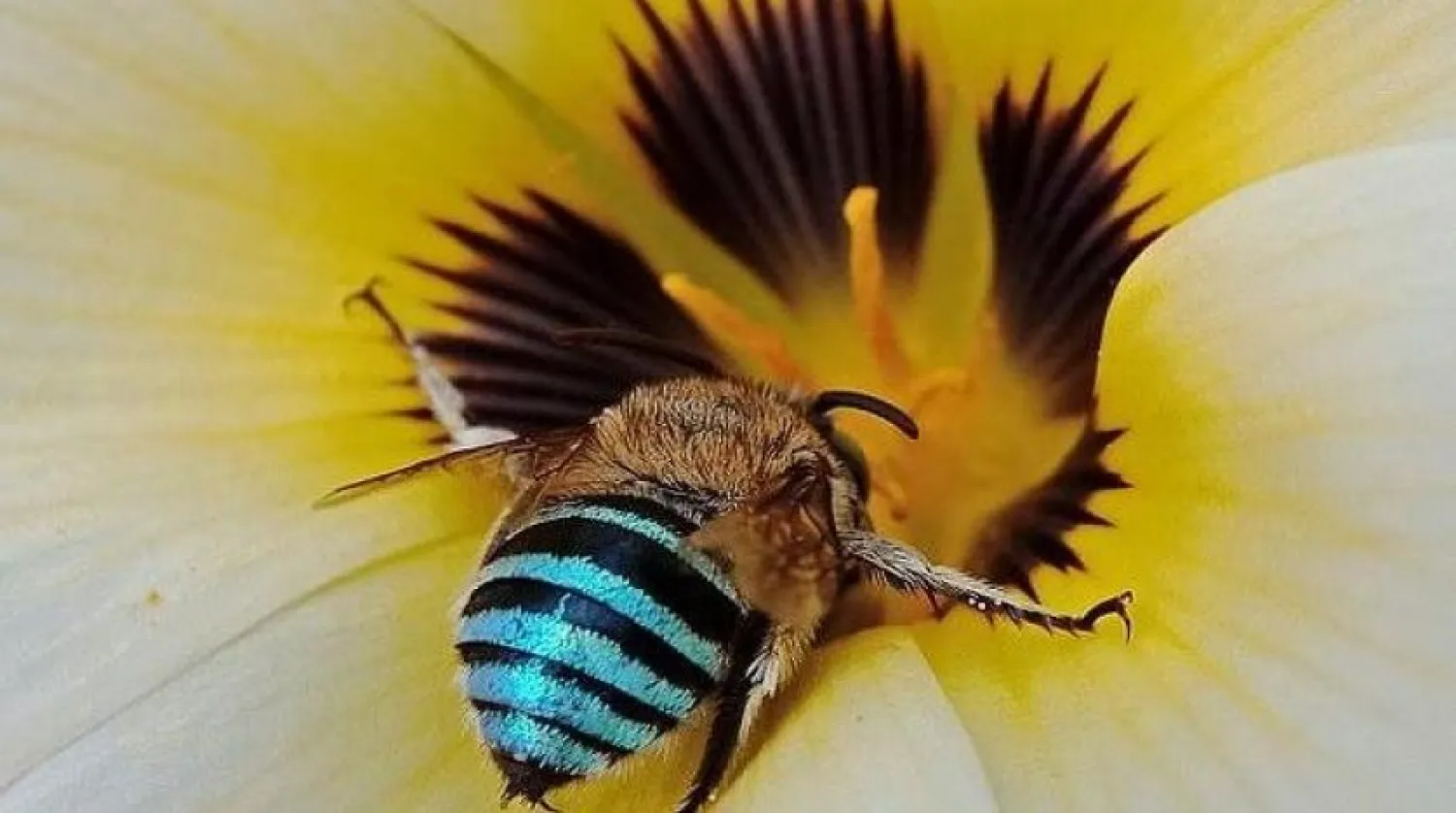 Meşrubat şişesini açmak için işbirliği yapan arılar viral oldu... Video