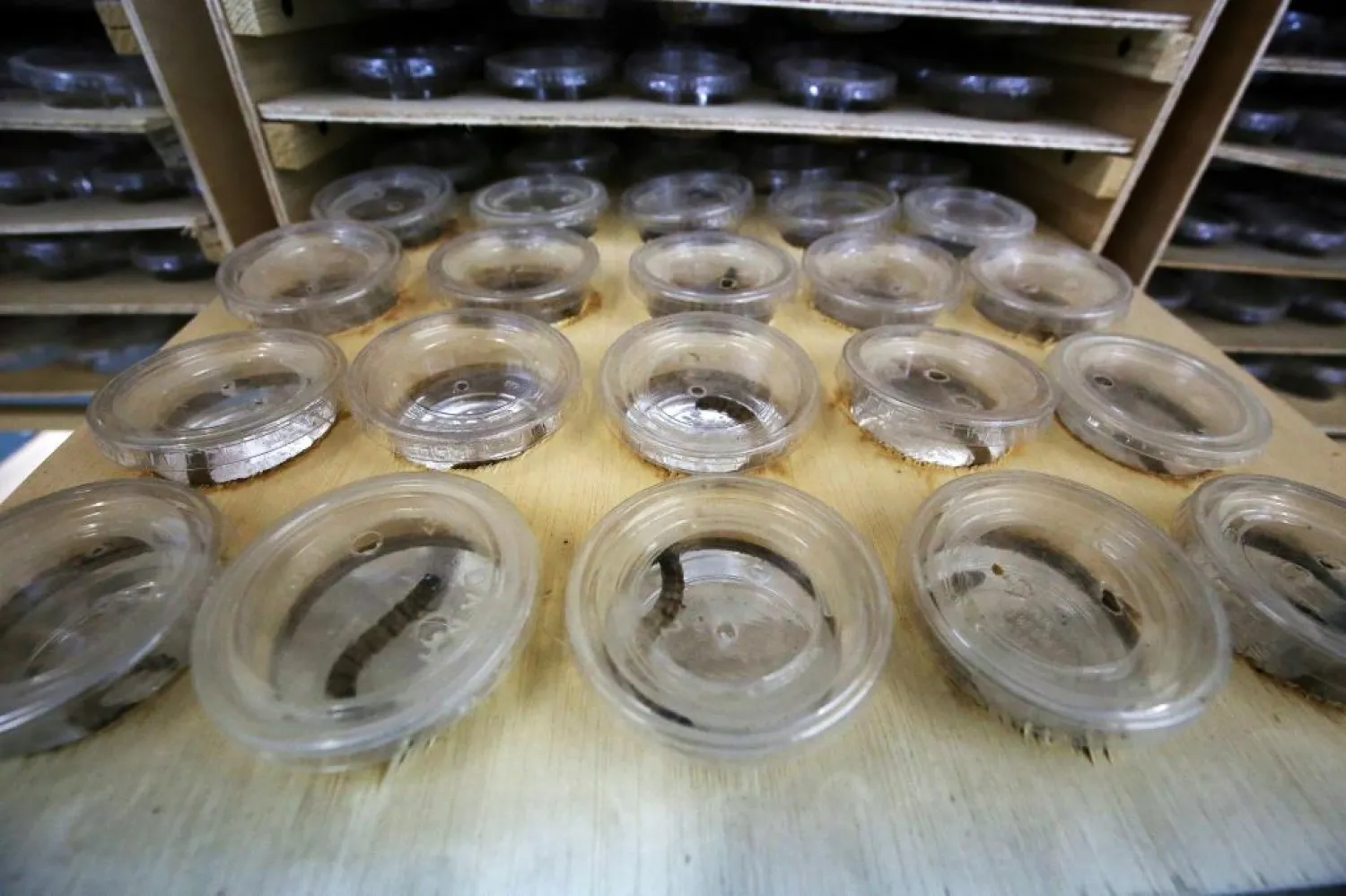 The worm-like larvae of the darkling beetle, famed for their high protein content, are cultivated in transparent boxes - AFP