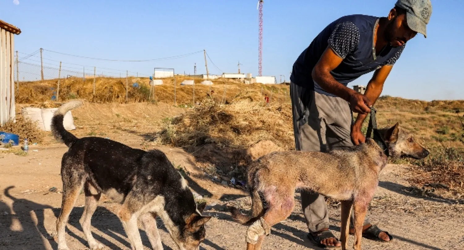 A worker tends to a dog at the Sulala dog shelter in Gaza City which has received several wounded animals after the 11-day conflict between Israel and the Islamist Hamas controlling the Palestinian enclave - AFP