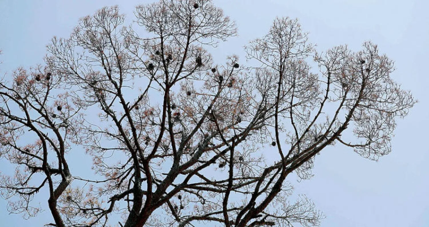 شجرة صنوبر ميتة بسبب هجوم الحشرات