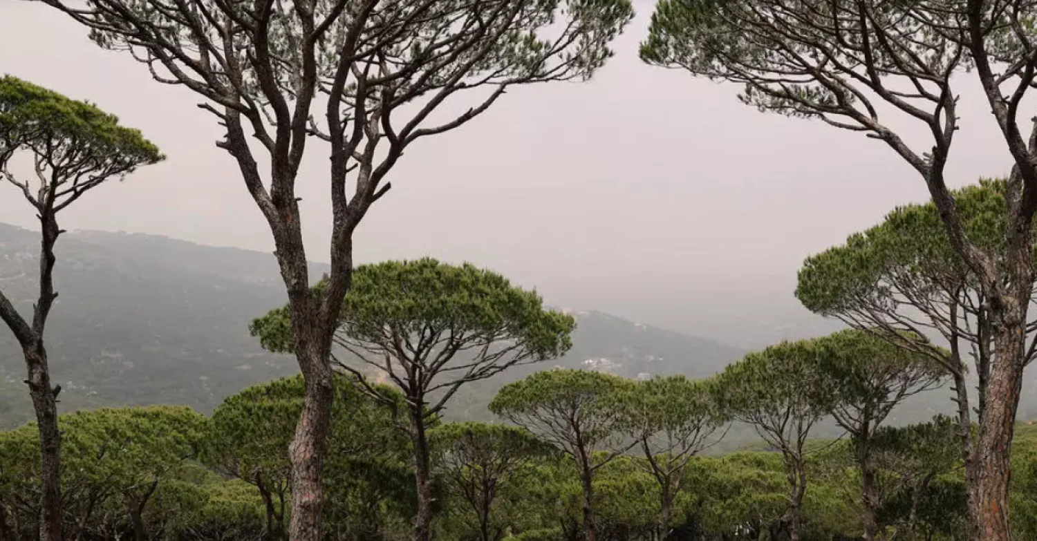 The Qsaybeh pine forest east of Beirut. AFP