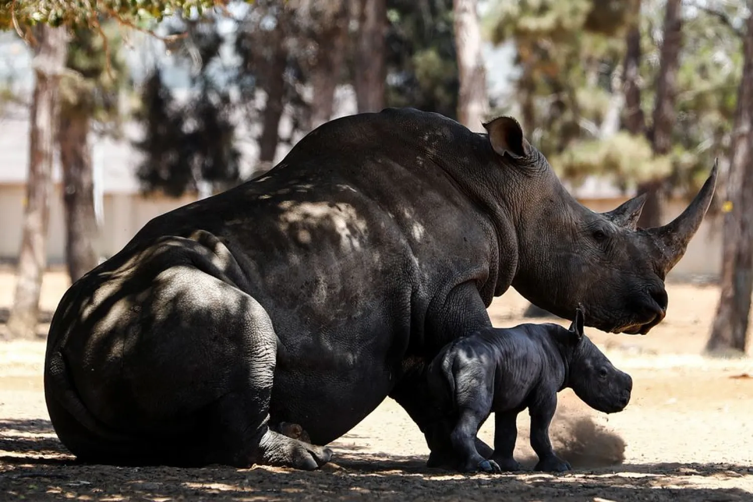 A new baby rhino, who has not yet been named, stands next to his mother, 11-year-old Rihanna, at the Ramat Gan Safari Park zoo, near Tel Aviv, Israel June 6, 2021. REUTERS/Corinna Kern