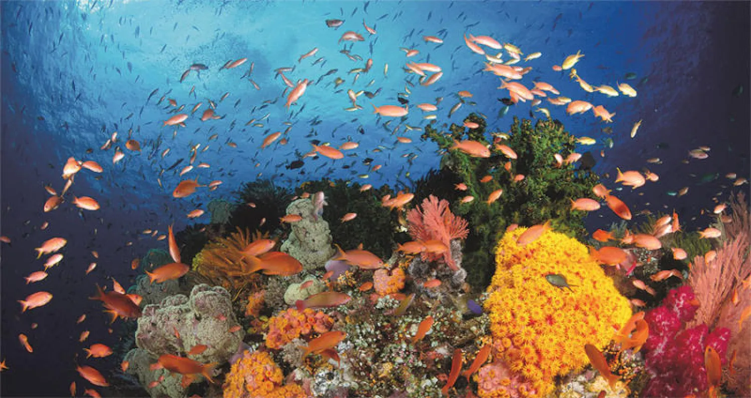 دراسة تكشف عن دور الشعاب المرجانية في تأمين السواحل السعودية