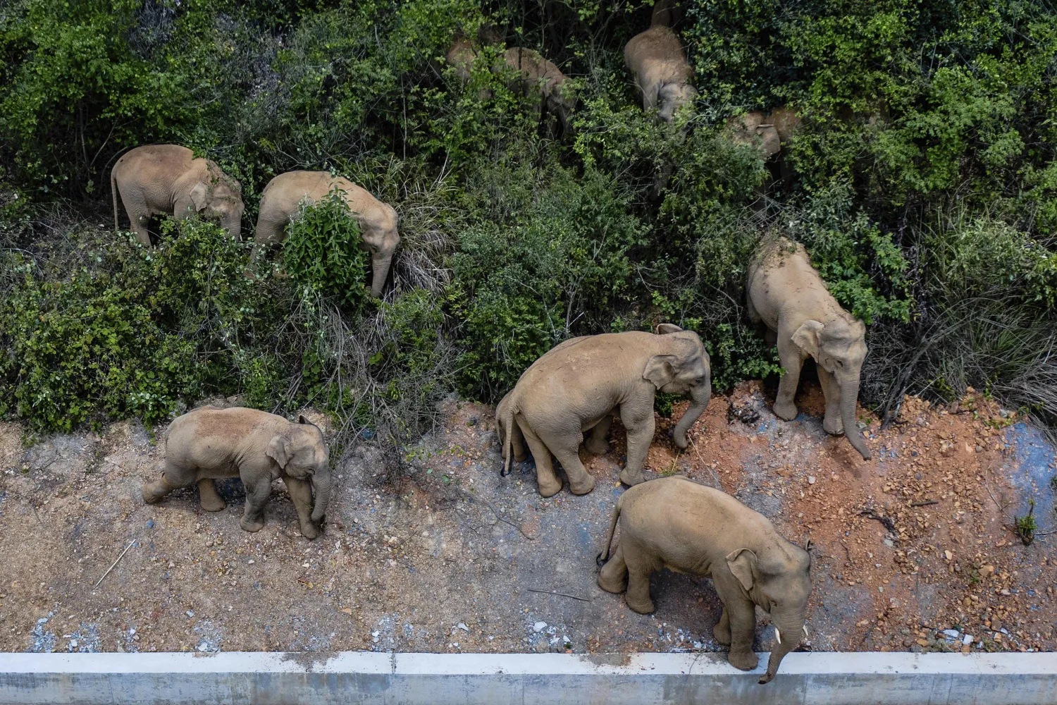 FILE - In this aerial photo file photo taken on May 28, 2021, and released by China's Xinhua News Agency, a herd of wild Asian elephants stands in E'shan county in southwestern China's Yunnan Province. (Hu Chao/Xinhua via AP, File)