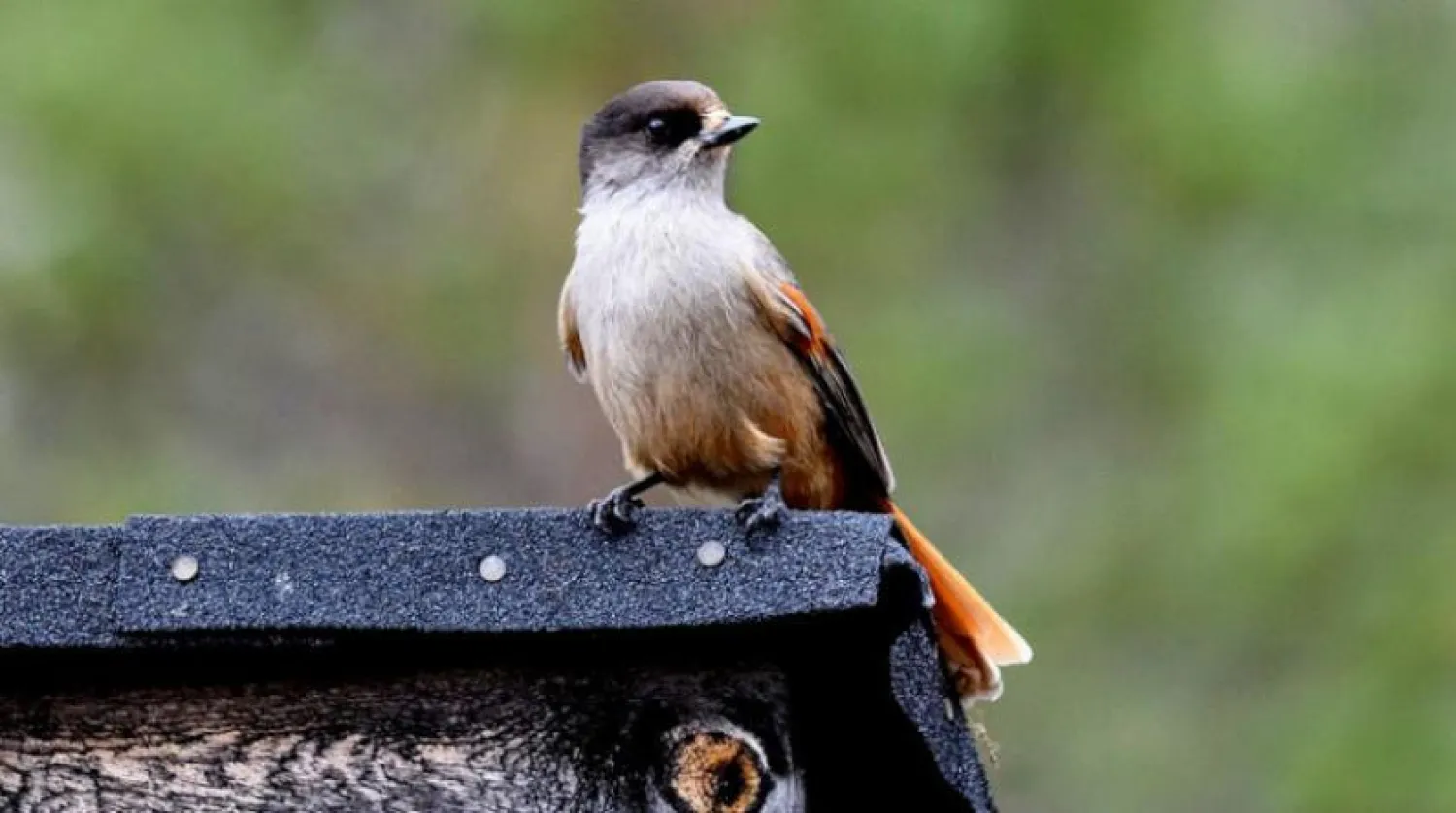 A Siberian jay.