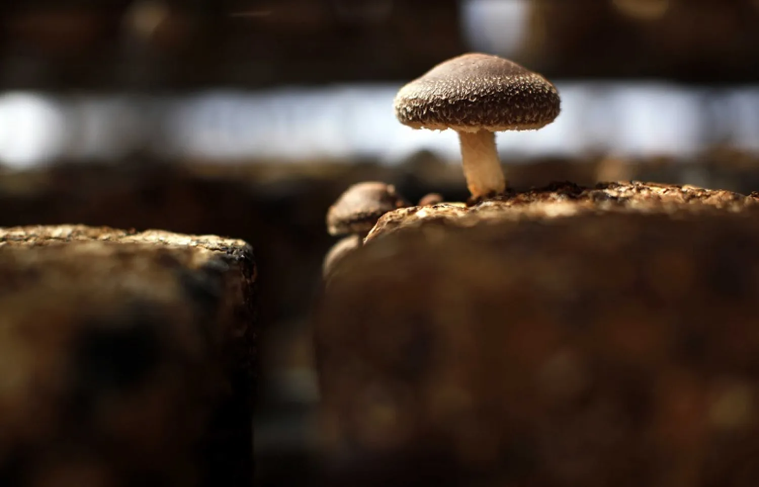 A shiitake mushroom is seen inside a greenhouse at the Anzai family farm near Fukushima, northern Japan, April 5, 2011. Reuters