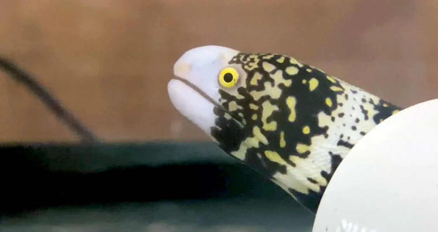 سمكة «ثعبان البحر» يمكنها ابتلاع الفريسة من دون ماء (الفريق البحثي)