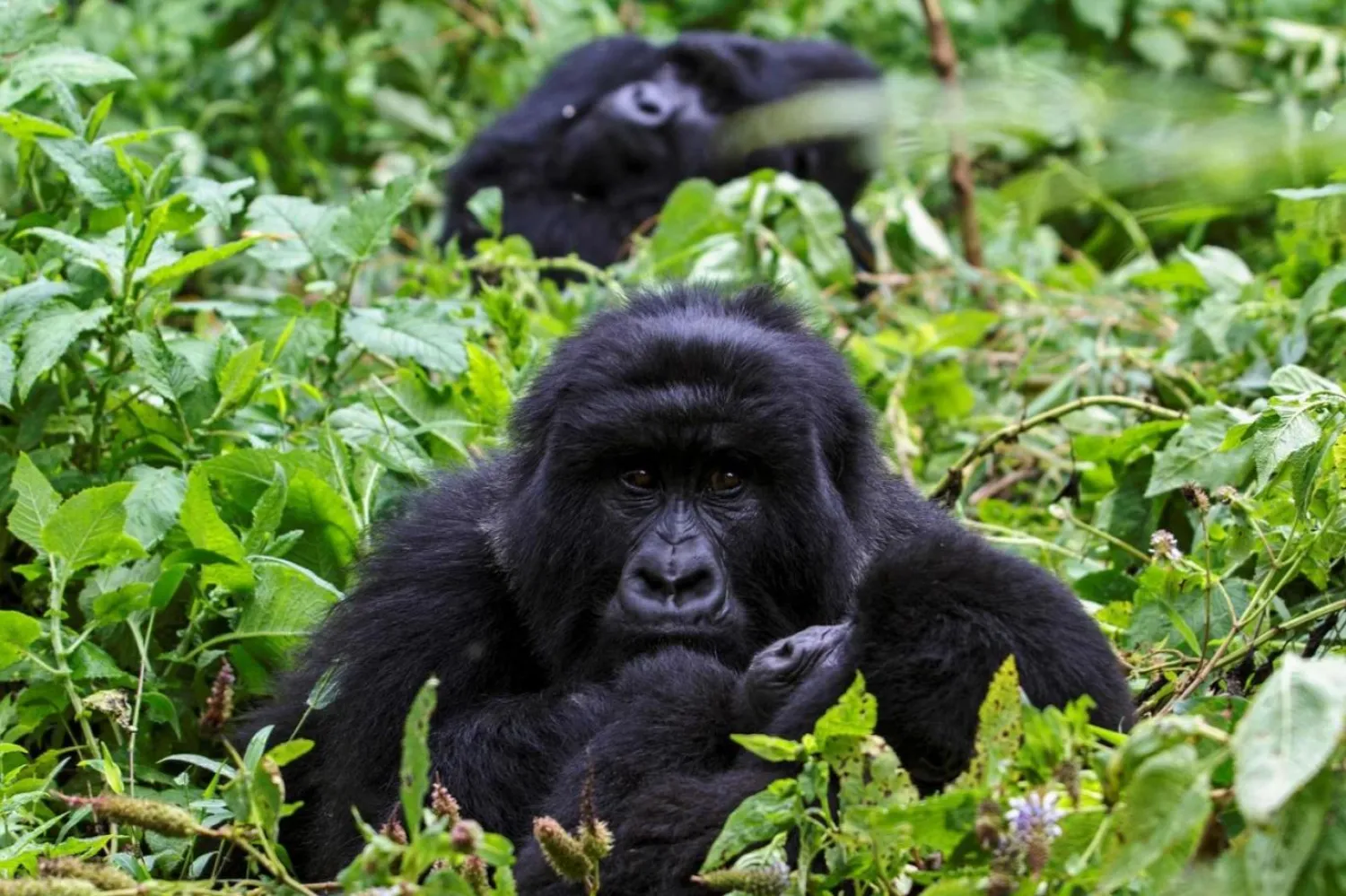 Uganda'daki Mgahinga Gorilla Ulusal Parkı'nda 2015'te görüntülenen dağ gorilleri (AFP)