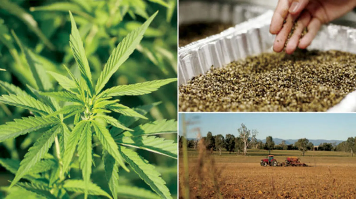 زراعة نبات القنب على مساحات شاسعة (غيتي)