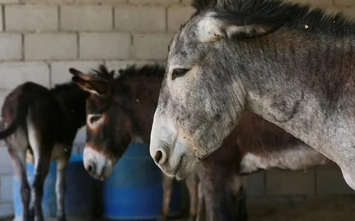There are plans to replace some of the traditional donkeys with a new system of 20 electric cars at Petra - AFP