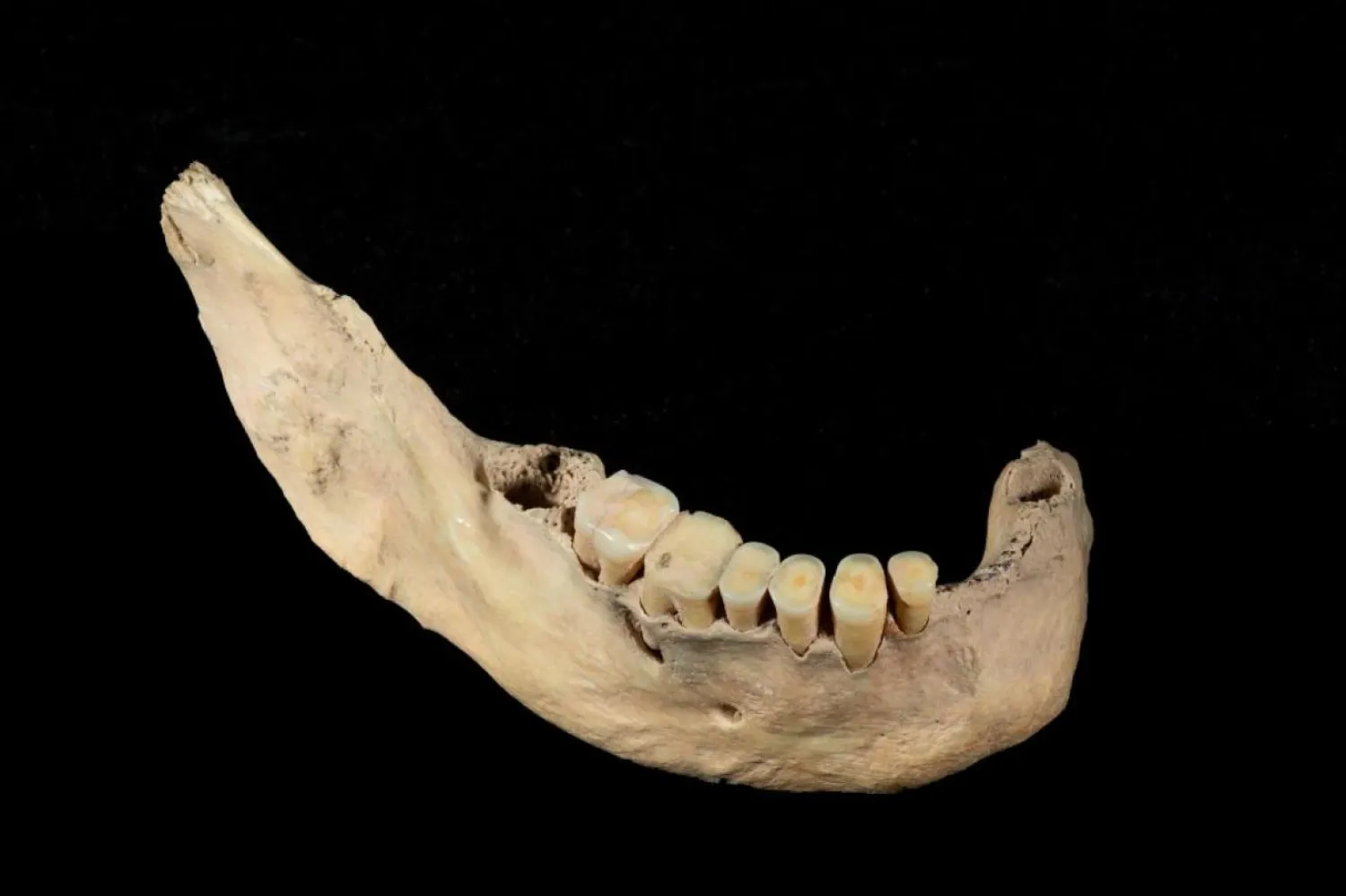 40 bin yıl önce bugünkü Çin'de yaşayan Tianyuan insanının çene kemiği (Omurgalı Paleontolojisi ve Paleoantropolojisi Enstitüsü)

