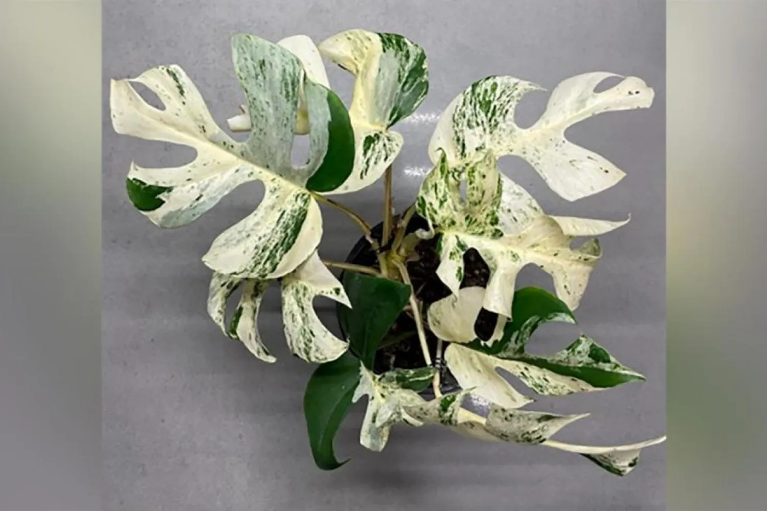 Açık artırmada bitkiye toplamda 248 teklif verildi (Trade Me)