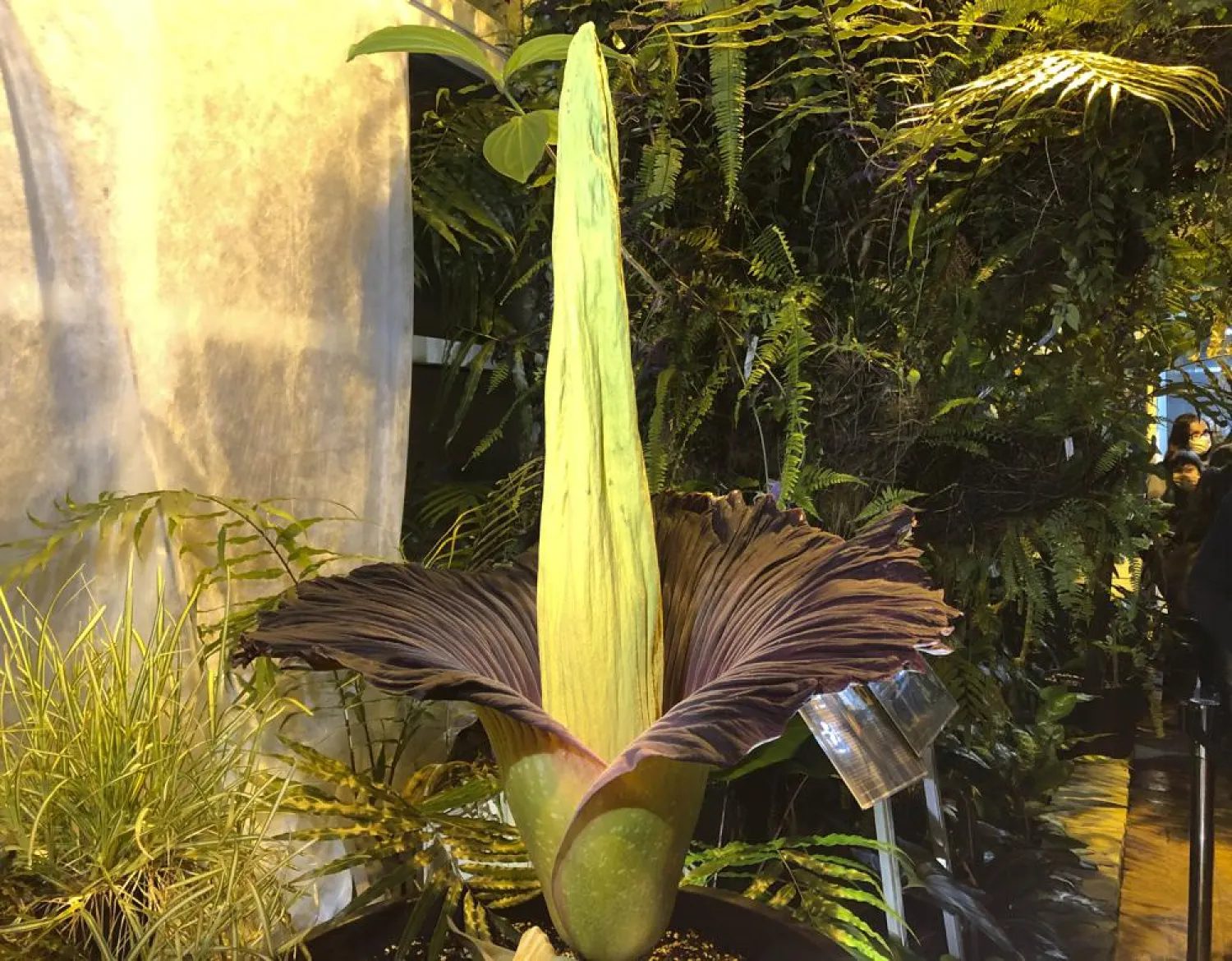 The endangered Sumatran Titan arum, or the corpse flower, at the rare moment of bloom for just a few hours, at the Warsaw University Botanical Gardens, in Warsaw, Poland, June 13, 2021. (AP)