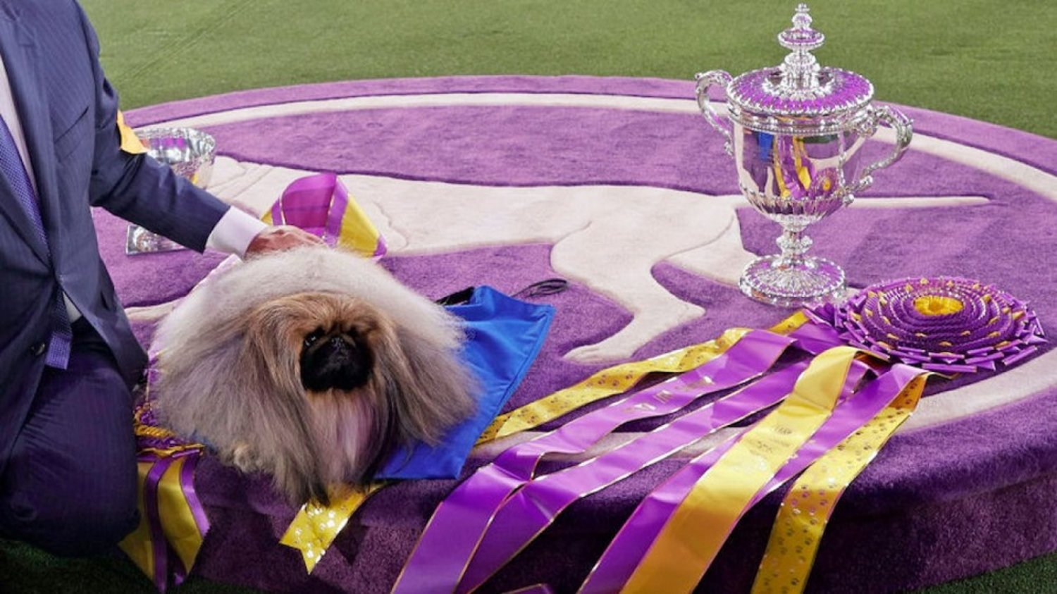 Top Dog! Pekingese Named Wasabi Wins Westminster Show