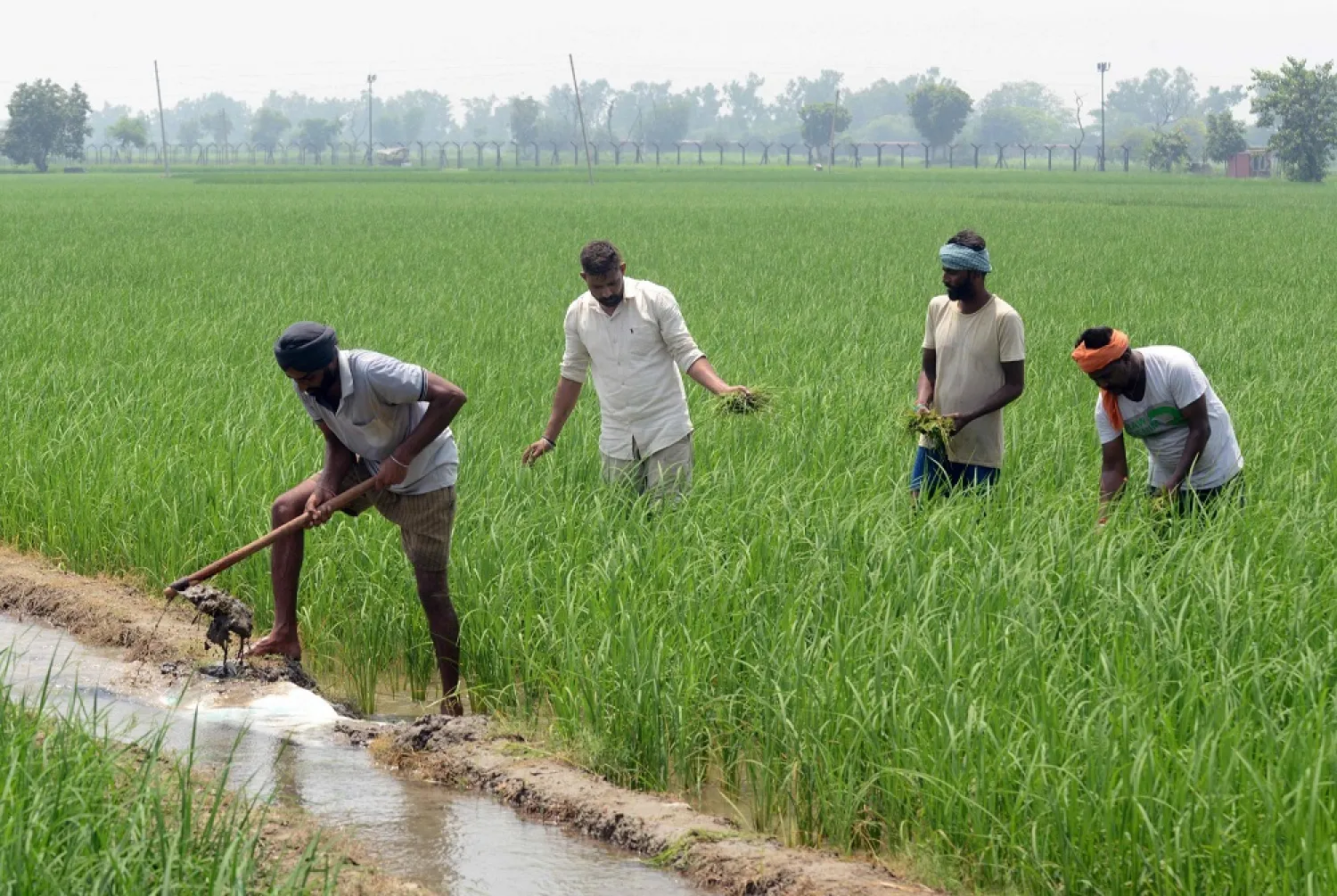 Indian farmers work in a rice field near the border fence with Pakistan outside Amritsar. (AFP file photo)