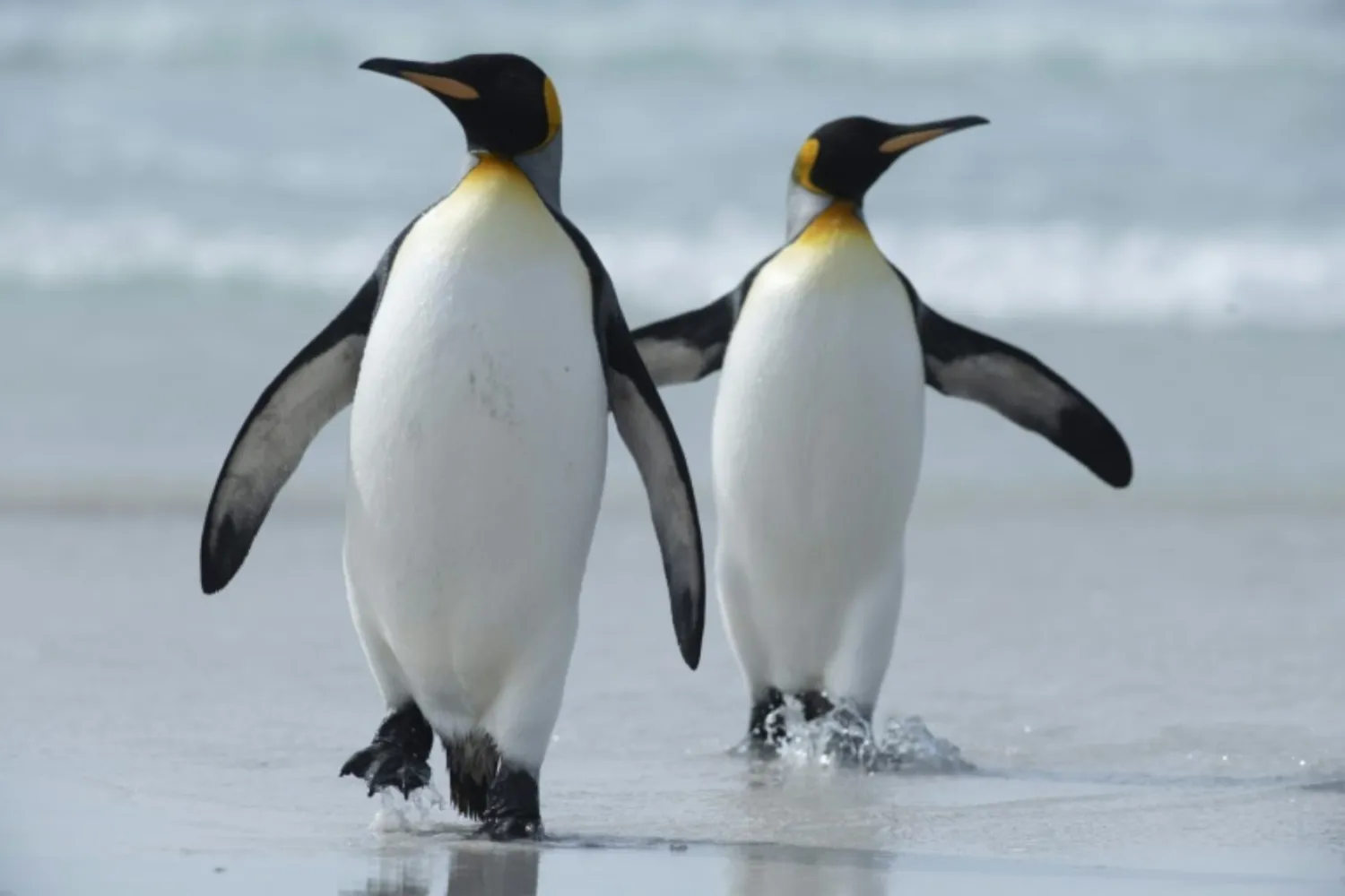  King penguins are the main attraction at Volunteer Point in the
Falkland Islands. Photo: AFP / Pablo PORCIUNCULA BRUNE
