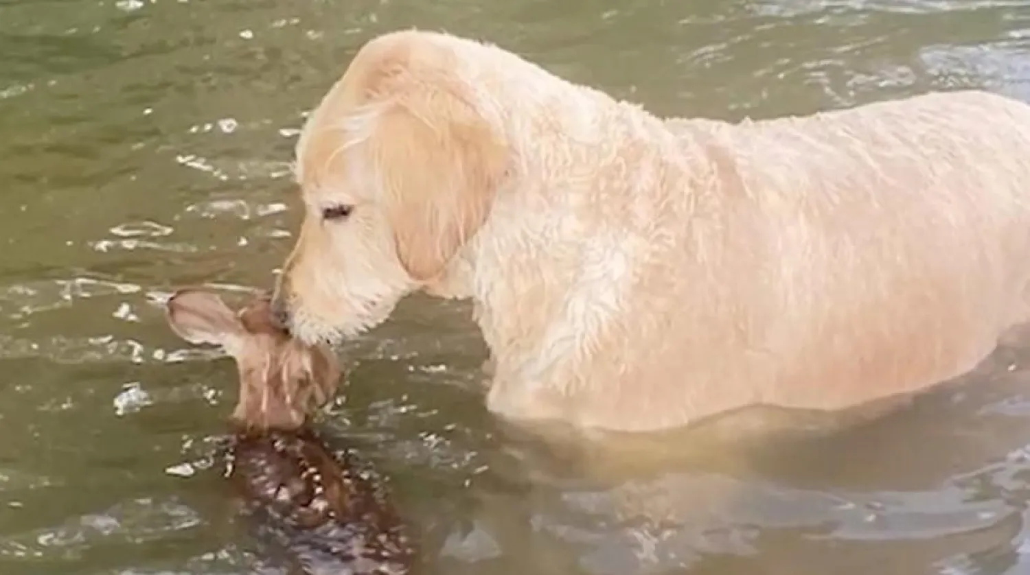 Goldendoodle, Golden Retriever ile Poodle (Kaniş köpeği) cinslerinin birleşmesi sonucu 1990'ların sonunda Kuzey Amerika'da türeyen bir cinstir (People)